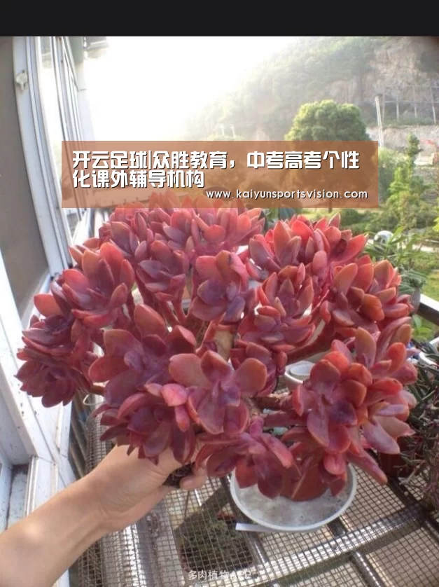 开云足球|众胜教育,中考高考个性化课外辅导机构(图2) 开云足球